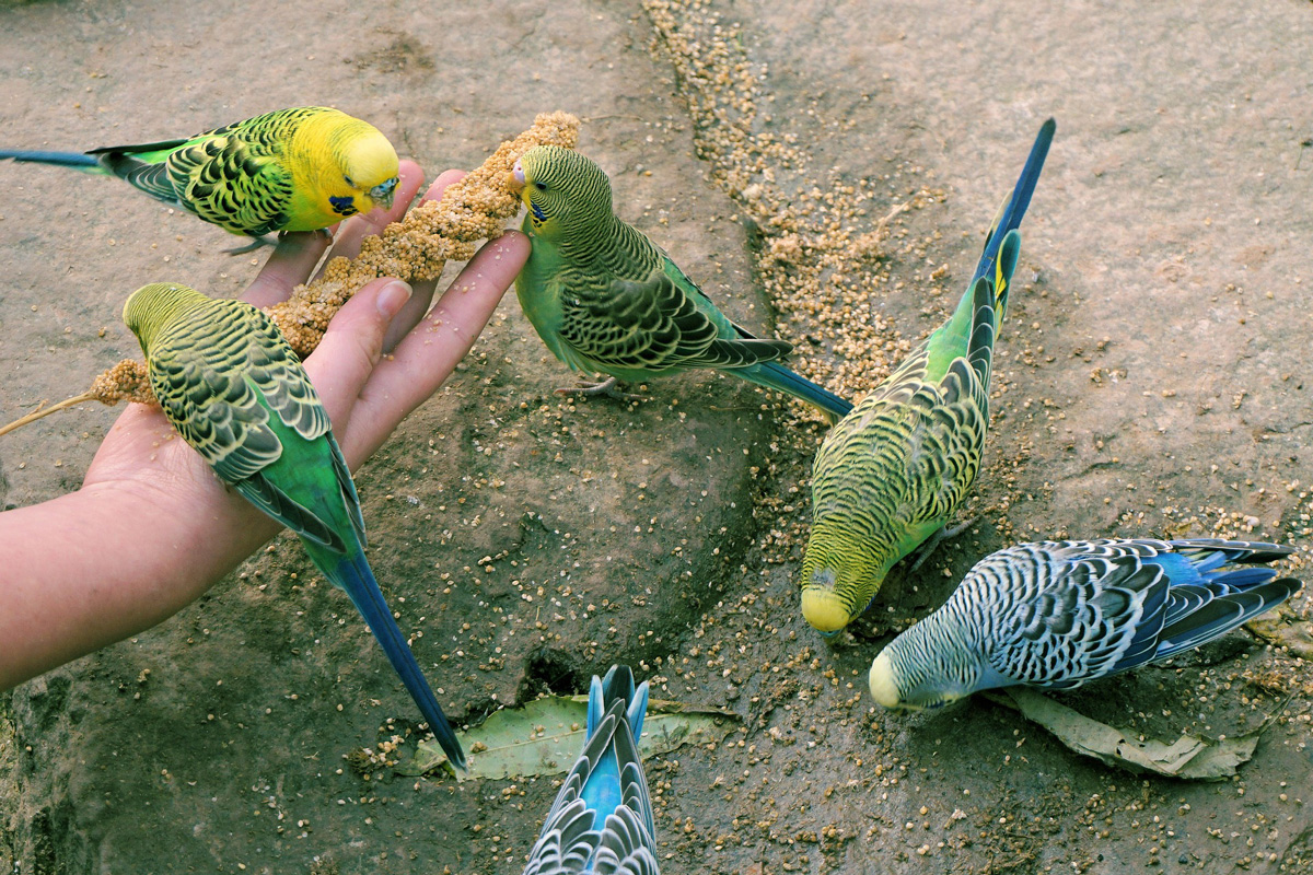 Budgies